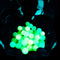 Glowball™ Glow-In-The-Dark Paintballs - 200 Rounds